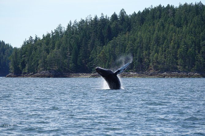 6 hour Covered Boat Whale Watching Tour - Who This Tour Is Best For