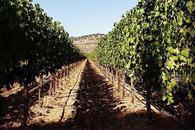 6-Hour Luxury Napa Wine Tasting Tour with Route Planning - The Value of Personalized Service and Expert Guidance