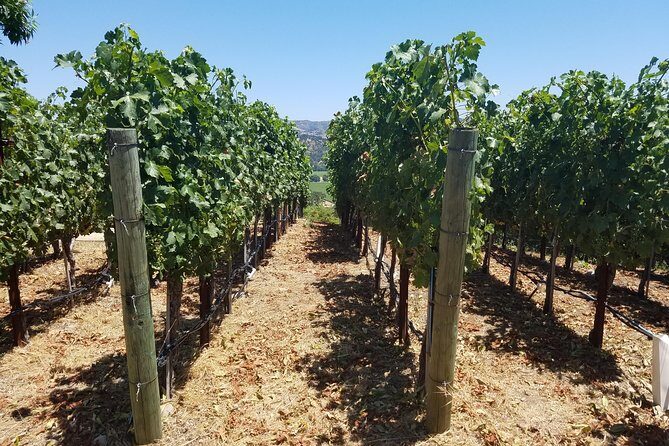 6 Hour Private Wine Country Tour (Sedan, SUV or Limo) - What Makes This Tour Stand Out?
