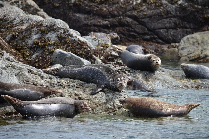 6 hour Zodiac Whale Watching Tour - The Itinerary: What to Expect