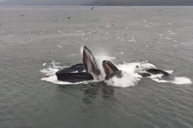 6 Passenger Whale Watching Adventure in Icy Strait from Hoonah AK - Who Will Love This Tour?