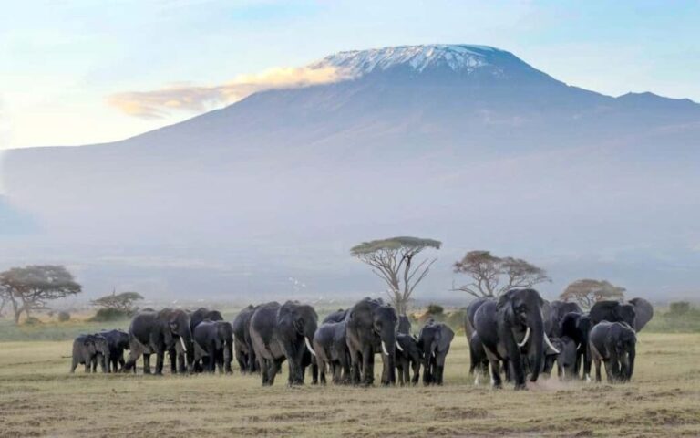 6Days Glimpse of Amboseli, Tsavo West and Tsavo East Safaris - Day-by-Day Breakdown