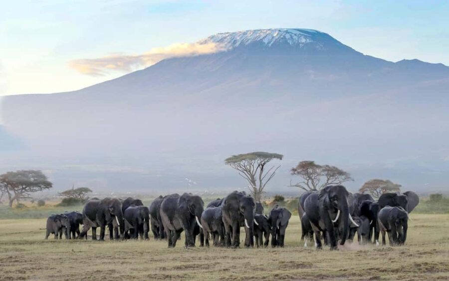 6Days Glimpse of Amboseli, Tsavo West and Tsavo East Safaris - Day-by-Day Breakdown