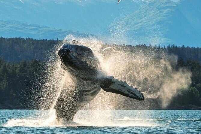 6hr Custom Private Tour of Ketchikan (4 People) Wildlife + More - Who Will Love This Tour?
