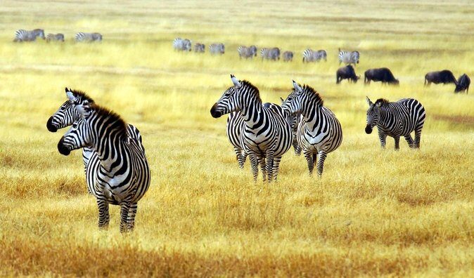 7 Day Joined Safari Serengeti,Ngorongoro,Manyara,Tarangire,Arusha National Park - Accommodation & Meals