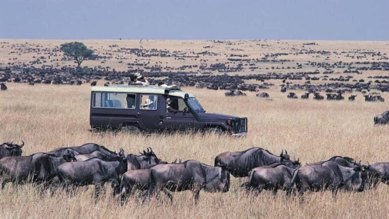 7-Day Luxury Safari to Amboseli, Lake Naivasha & Masai Mara - Value and Practicality: Is It Worth It?