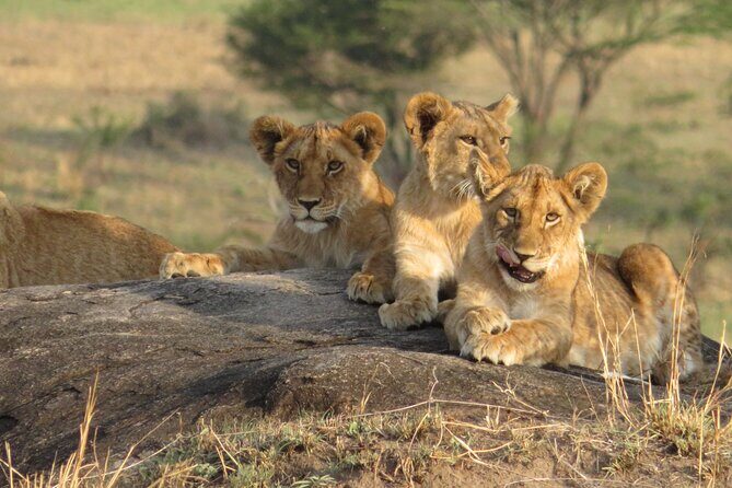 7 Day Migration Tanzania Private Guided Safari from Arusha - Overall Value and Who This Tour Is Best For
