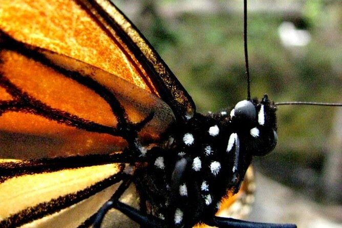 7 Day-Monarch Butterfly Ecofriendly Tour in Mexico - What Makes This Tour Stand Out
