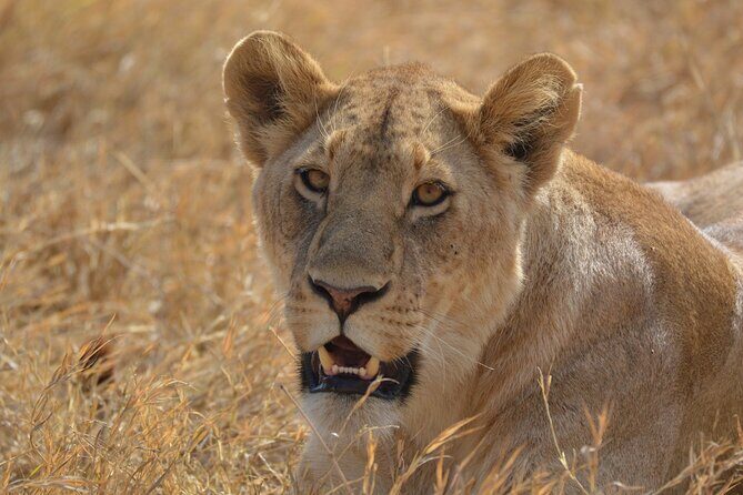 7-Day North Tanzania Classic Safari - Day 3: Lake Manyara — Flamingoes and Tree Lions
