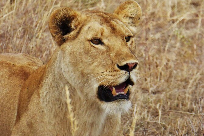 7-Day Safari (Including Serengeti) & Zanzibar Extension - Detailed Review of the Tour Experience