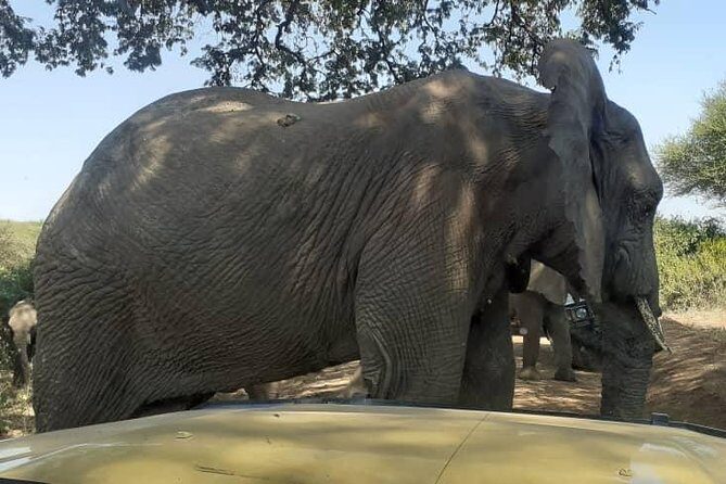 7 Day Tanzania visiting Arusha, Lake Manyara, Serengeti, Ngorongoro & Tarangire - Guides and Wildlife Spotting