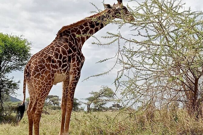 7 Day The Great Savannah Luxury Safari All Inclusive - The Itinerary in Detail