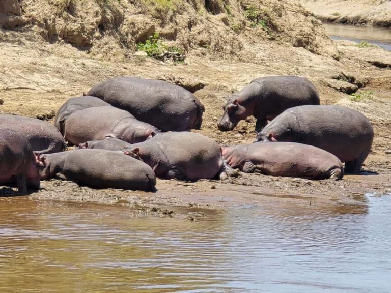 7 Days Amboseli-Bogoria/Baringo-Nakuru & Masai Mara Safari. - Practical Details and Why the Price Matters