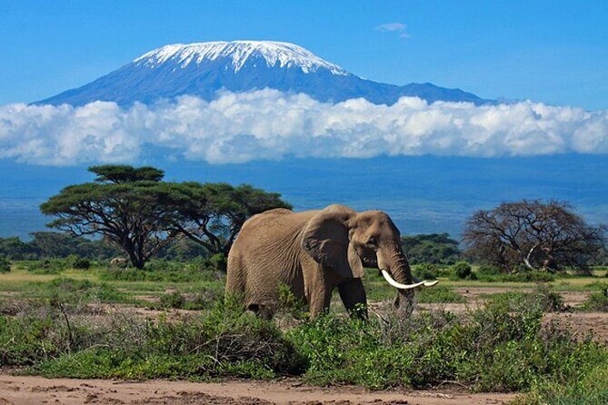 7 Days Best Luxury Safari To Tanzania - What You Can Expect: The Itinerary in Detail