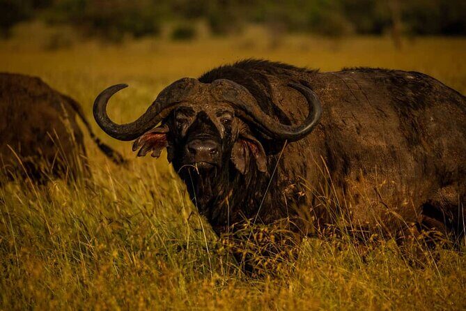 7 Days Elephant Safari Experience in Arusha - Who Is This Tour Best For?