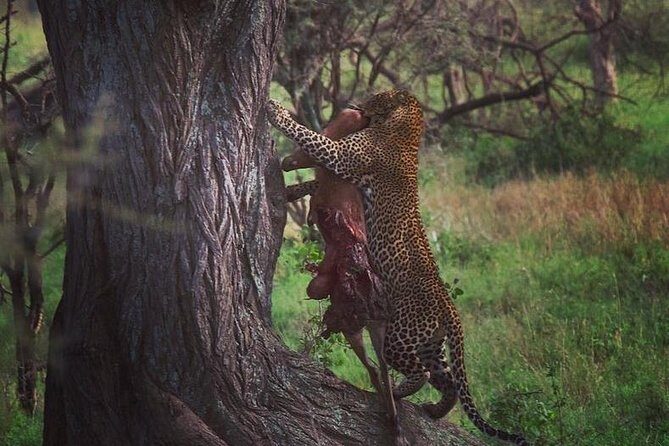 7 days great migration safari - What Travelers Say