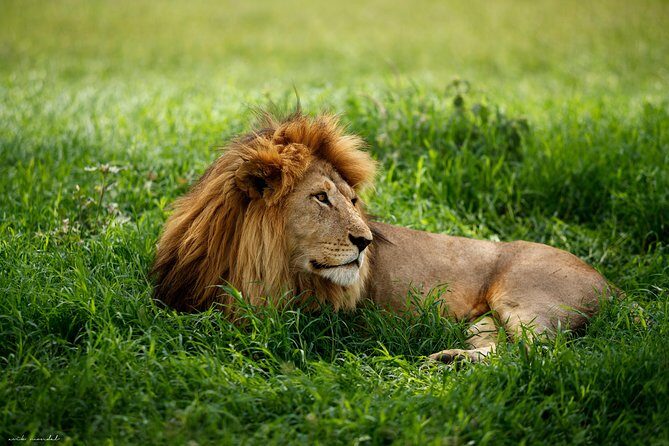 7 Days Great Wildebeest Migration Mara River Crossing - Practical Details and Logistics