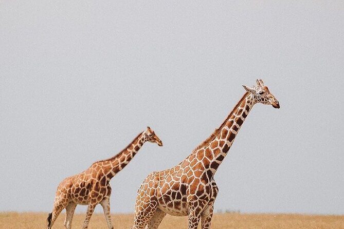 7 Days Private Safari in Tanzania - Analyzing the Cost and Value