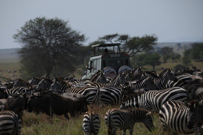 7 Days Private Serengeti Wildebeest Migration Tour - Why Travelers Rave About This Tour