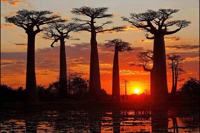 7- Days Private Tour Baobab Safari - Key Points