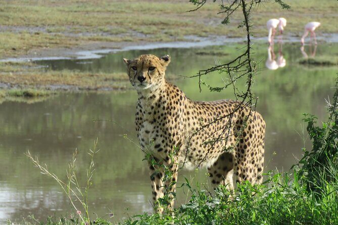 7 days safaris to see great migration - Cost and Value