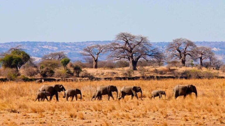 7 Days Samburu-Nakuru-Naivasha-Masai Mara Ultimate Adventure - Analyzing the Value: Is It Worth It?