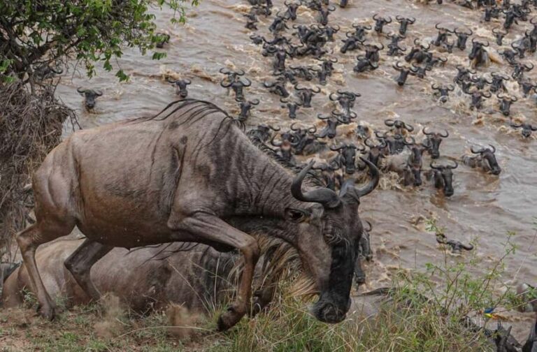 7 Days Serengeti Migration Safari Expedition - Key Points