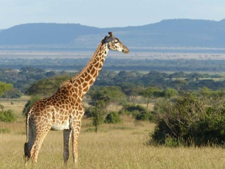 7 Days Serengeti National Park Safaris (All inclusive Tour) - The Itinerary Breakdown: What Makes Each Day Special