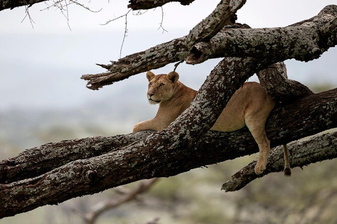 7 Days Tanzania Luxury Safari Experience & Coffee Walking Tour - Authentic Reviews & What They Say