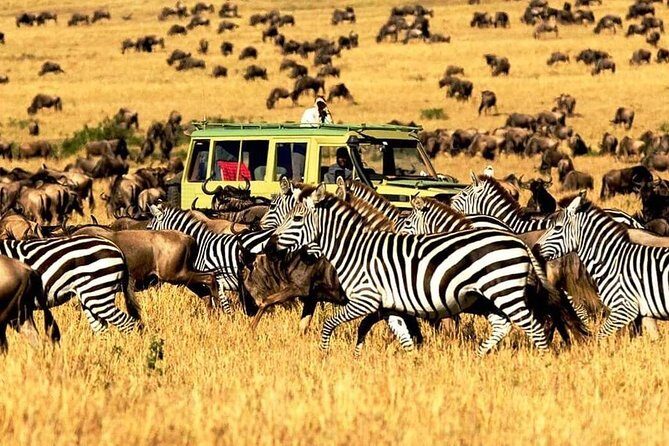 7 Days Tanzania Luxury Safaris - Accommodation and Meals