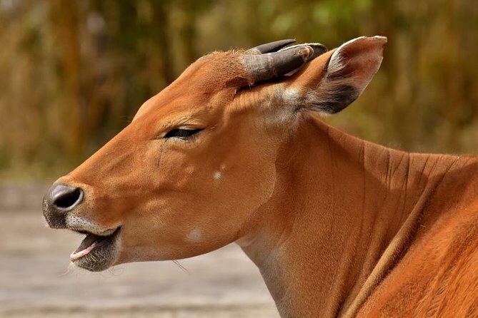 7 Days Tarangire, Serengeti, Ngorongoro & Manyara Camping Safari Tour Tanzania - What To Expect: Practical Details and Experience