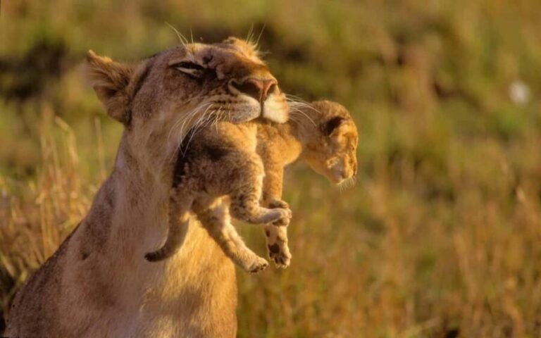 8-Day Discovery Kenya Safari  Ultimate Jeep Safari - What Makes This Tour Stand Out