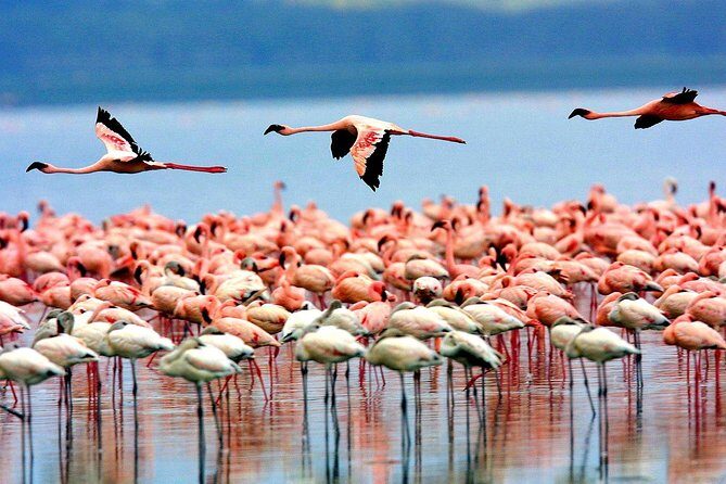 8 Days 7 Nights Tanzania Wildlife & Culture Lodge Safari - Who Should Consider This Safari?