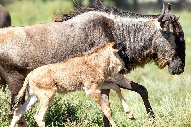8 Days Great Migration - Grumeti River - The Experience and Its Impact