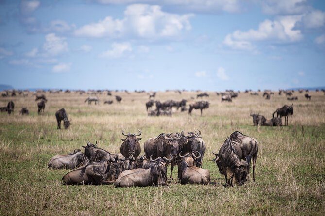 8 Days Great Wildebeest Calving Migration Safari from Arusha - Day 1: Arrival in Arusha