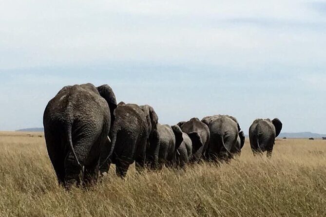 8 Days Green Season Offer - Luxury Serena Safari - Why Travelers Love This Tour