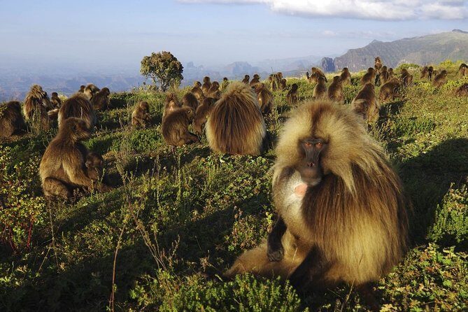 8 Days Historical tour to Ethiopia - Final Thoughts