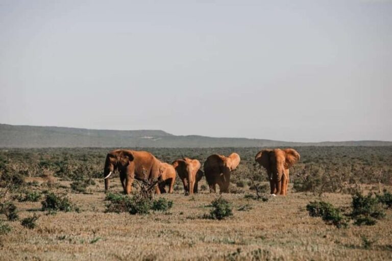 8 Days Safari To Amboseli, Naivasha, Nakuru, & Maasai Mara - What Makes This Tour Stand Out