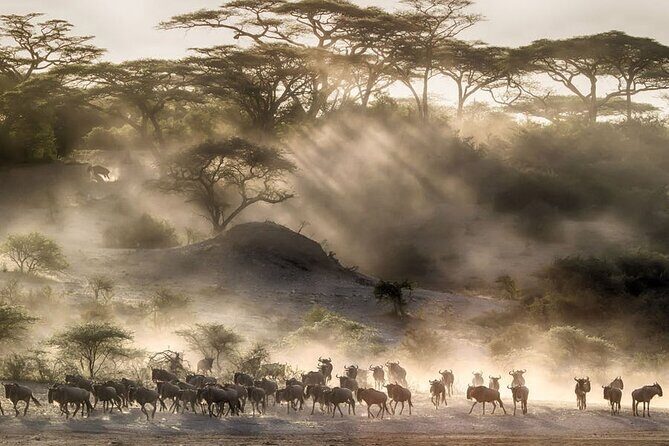 8 Days Tanzania Lodge Safari | Semi Luxury . - Day-by-Day Breakdown