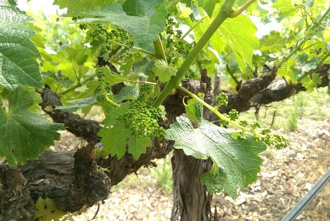 8 Hour - Napa and Sonoma Private Wine Tour - Why This Tour Works Well