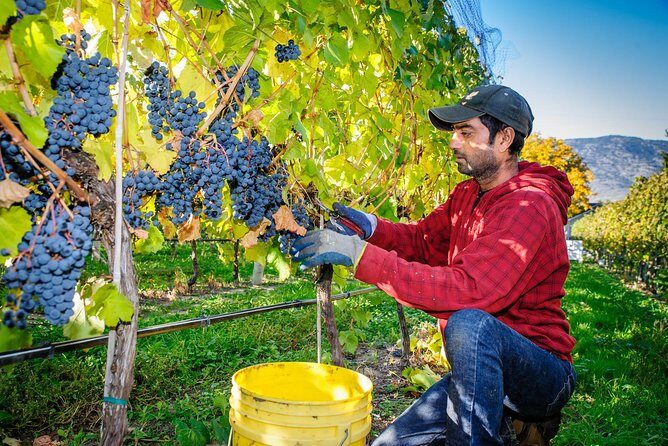 8 Hour Napa or Sonoma Wine Tour in Private Limousine - Whats Included and Whats Not