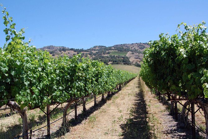 8 Hour Napa Wine Tour in a Private Limousine - The Itinerary: What You Can Expect