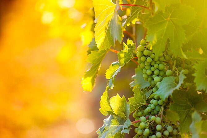 8 Hour Ontario Wine Tour with Cheese and Charcuterie - Itinerary Breakdown: What You Can Expect