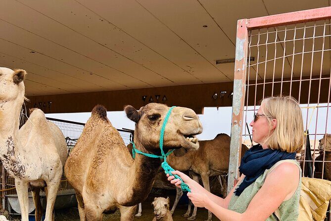 8 Hours Al Ain City Tour without lunch - The Sum Up