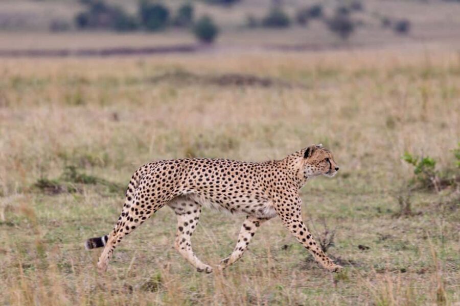 9-Day Elewana Luxury Nairobi Amboseli Meru & Mara Fly In - Practical Details and Value