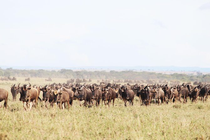 9-Day Serengeti Migration Footsteps Tanzania Safari - Transportation, Group Size, and Comfort