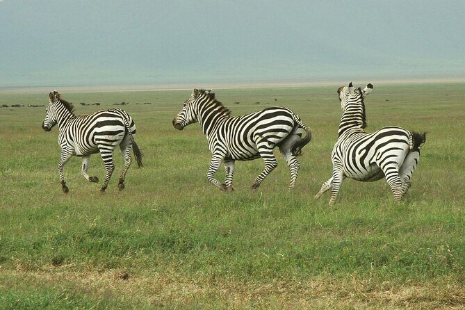 9-Day Ultimate Tanzania Honeymoon Safari Luxury Package - Day 2: Lake Manyara National Park