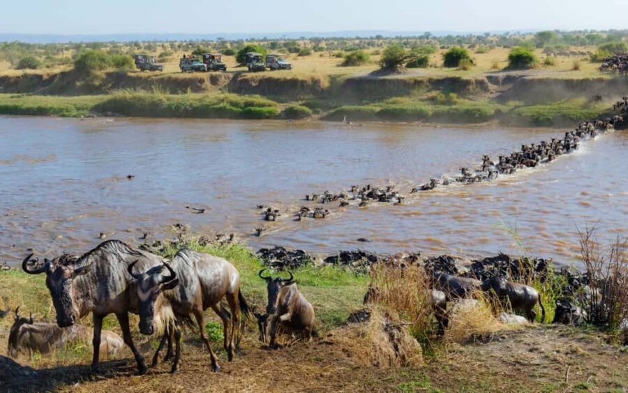 9-day Wildebeest Migration Safari on a Land Cruiser 4x4 jeep - What Makes This Tour Stand Out?