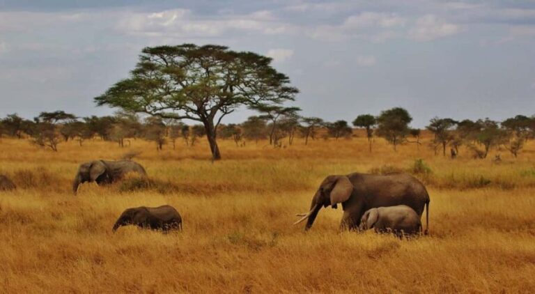 9 Days Group budget Safari Through Kenya and Tanzania - FAQ
