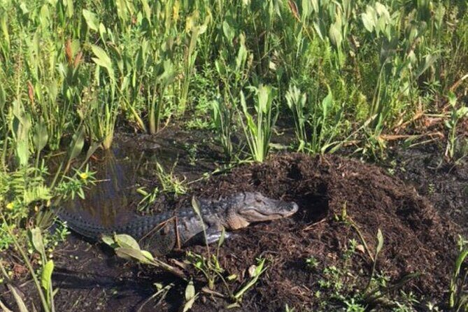 90 Minute Airboat Tour in the Florida Everglades - The Sum Up